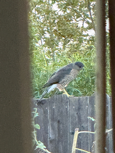Cooper's Hawk