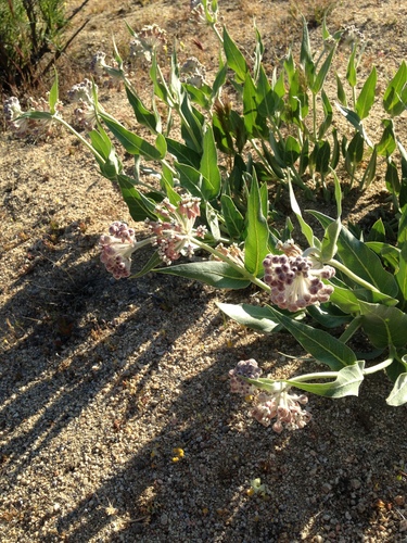 Asclepias vestita ssp. parishii