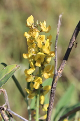 Crotalaria novae-hollandiae