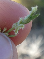 Pectocarya penicillata