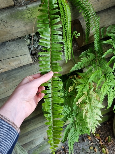 Nephrolepis cordifolia observed 2026-09-28