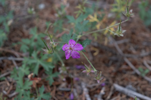 Geranium caespitosum, 2026-09-27