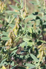 Crotalaria novae-hollandiae