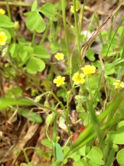 Oxalis laxa