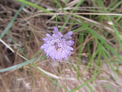Mourning Bride (Scabiosa atropurpurea)