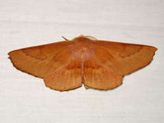 Monoctenia falernaria