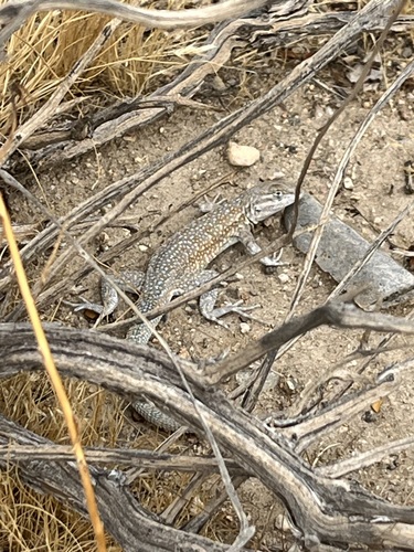 Common Side-blotched Lizard