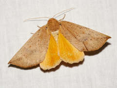 Mnesampela heliochrysa