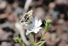 Heliothodes diminutiva