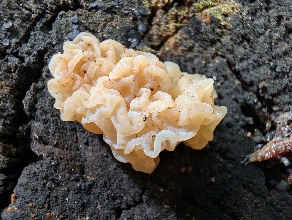 white jelly fungus · September 2026 · photo: Photo: no rights reserved · iNaturalist