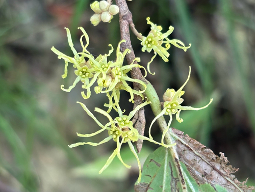 american witch-hazel