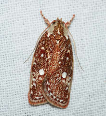 Euchaetis metallota
