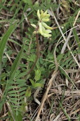 Astragalus tennesseensis