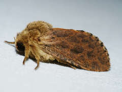 Oncopera rufobrunnea