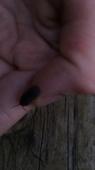 Armadillidium nasatum