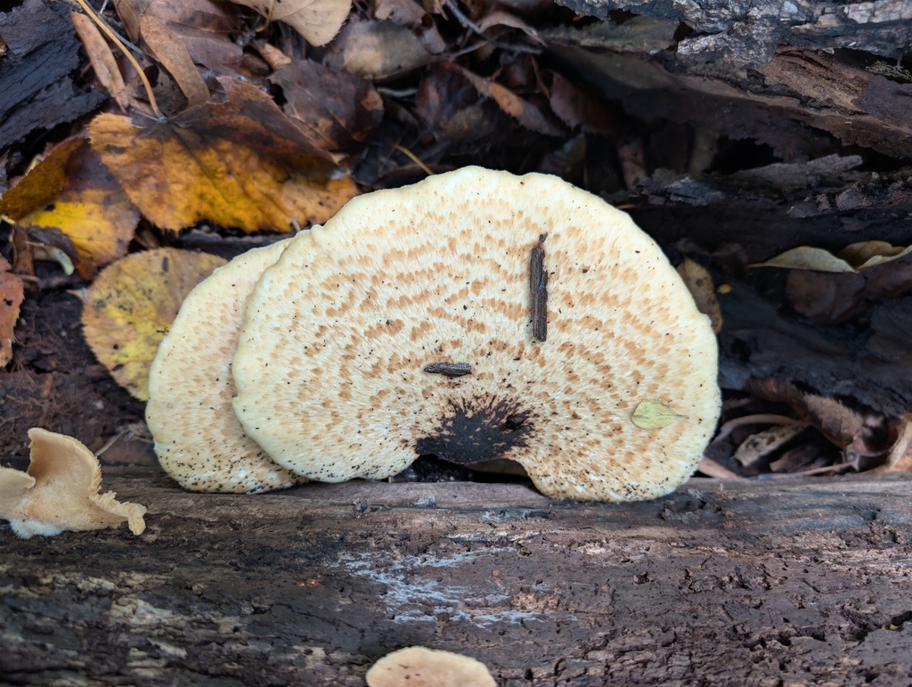 Dryad's Saddle · September 2026 · photo: Photo: no rights reserved · iNaturalist