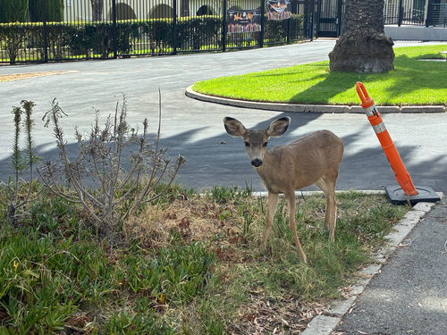 Mule Deer