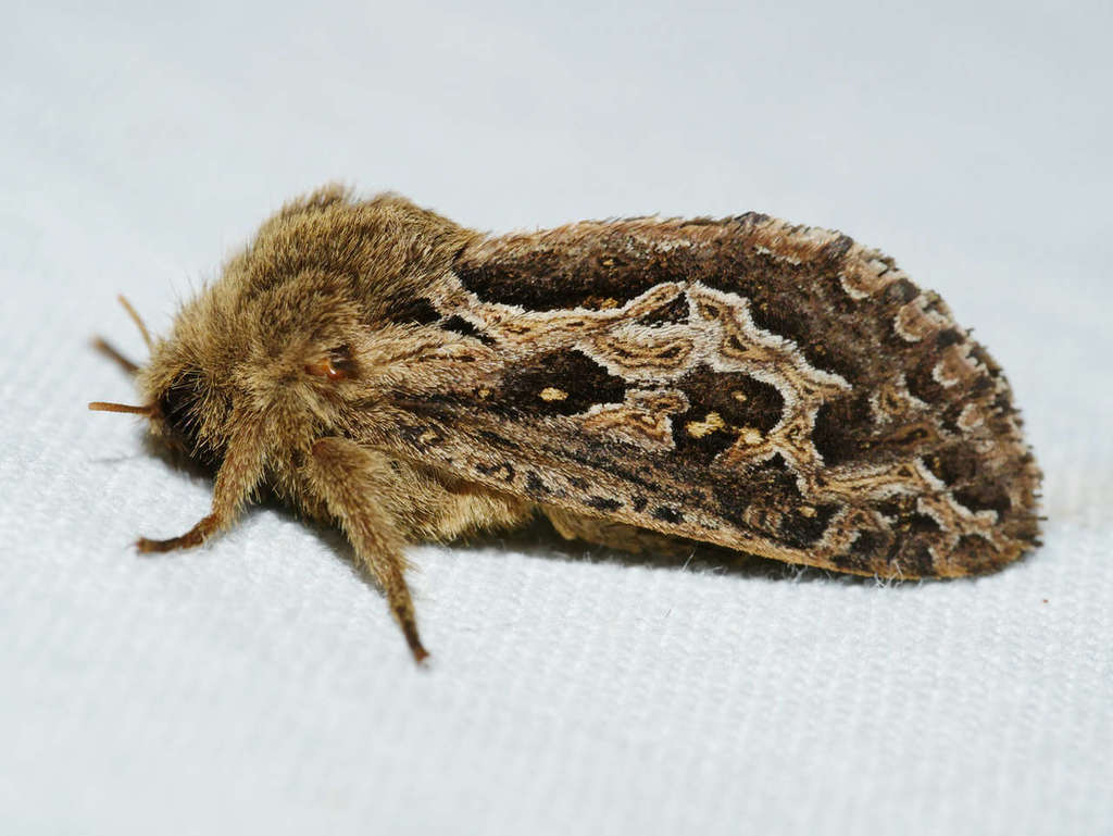 Oncopera intricoides