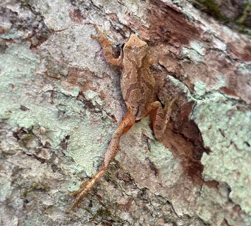 Spring Peeper