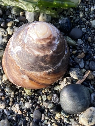 Tegula pulligo observed 2026-09-27