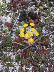 Bupleurum americanum