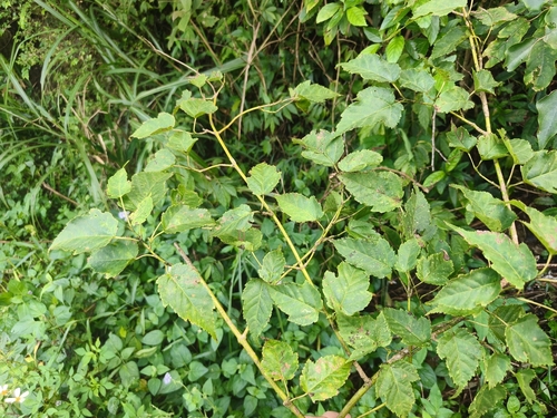 Acer caudatifolium observed 2026-09-25