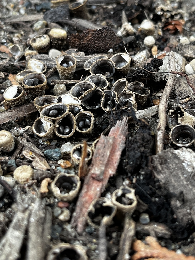 field bird's nest fungus · September 2026 · photo: Photo: (c) Ross, some rights reserved (CC BY) · iNaturalist