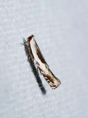 Tritadelpha microptila