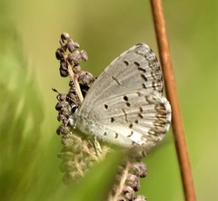 Celastrina lucia