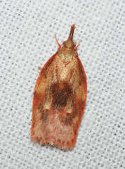 Enchocrates glaucopis