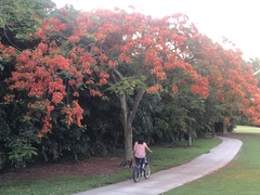 Delonix regia