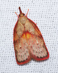 Enchocrates glaucopis