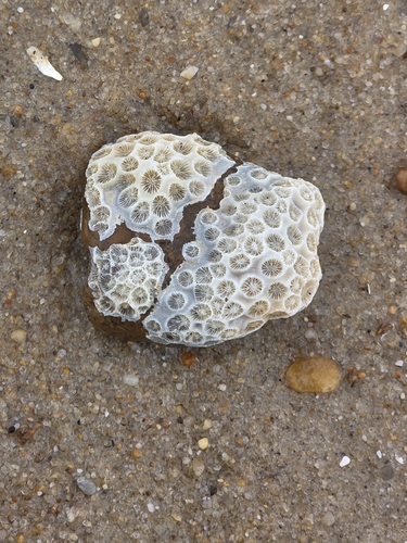 Astrangia poculata observed 2026-09-27