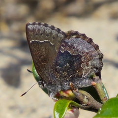 Callophrys polios