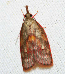 Enchocrates glaucopis