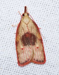 Enchocrates glaucopis