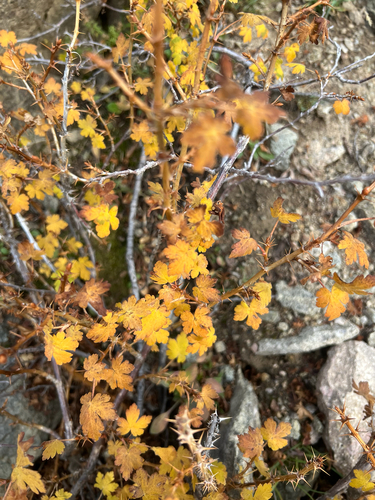 mountain gooseberry