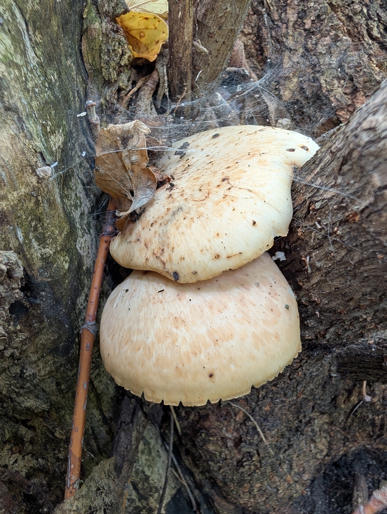 Dryad's Saddle · September 2026 · photo: Photo: no rights reserved · iNaturalist