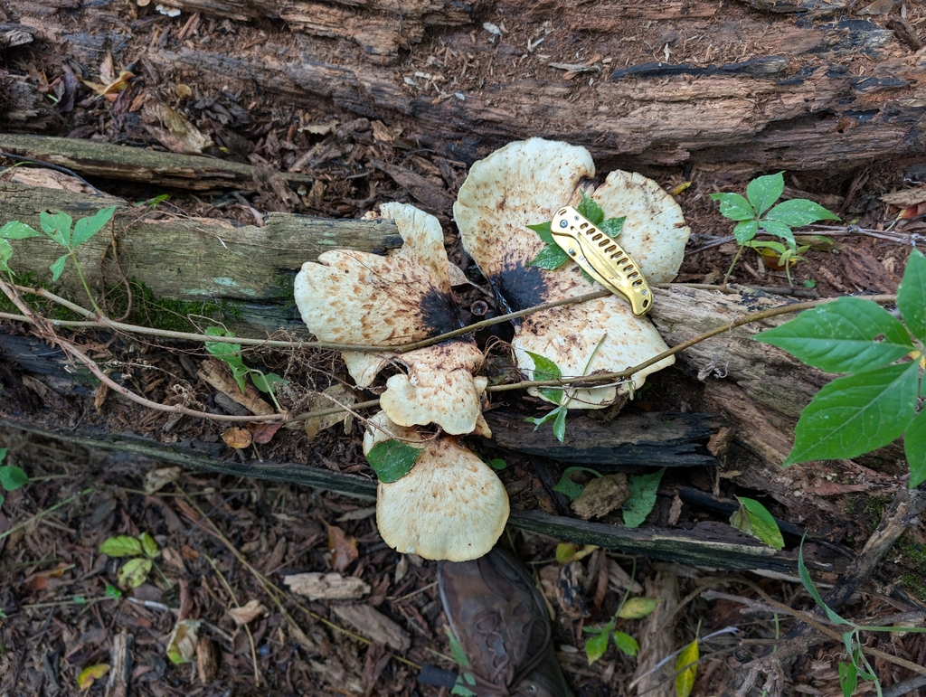 Dryad's Saddle · September 2026 · photo: Photo: no rights reserved · iNaturalist