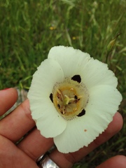 Calochortus superbus