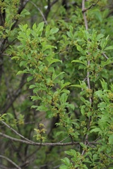 Rhamnus lanceolata