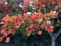 Delonix regia
