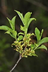 Rhamnus lanceolata