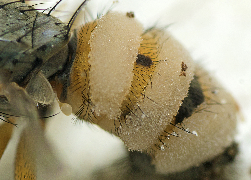 Insect Destroyers