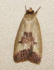 Ageletha hemiteles