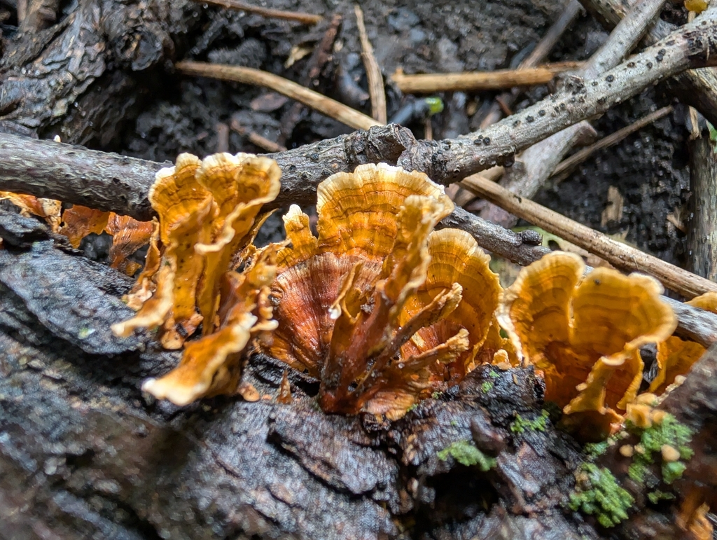 crowded parchment · September 2026 · photo: Photo: no rights reserved · iNaturalist