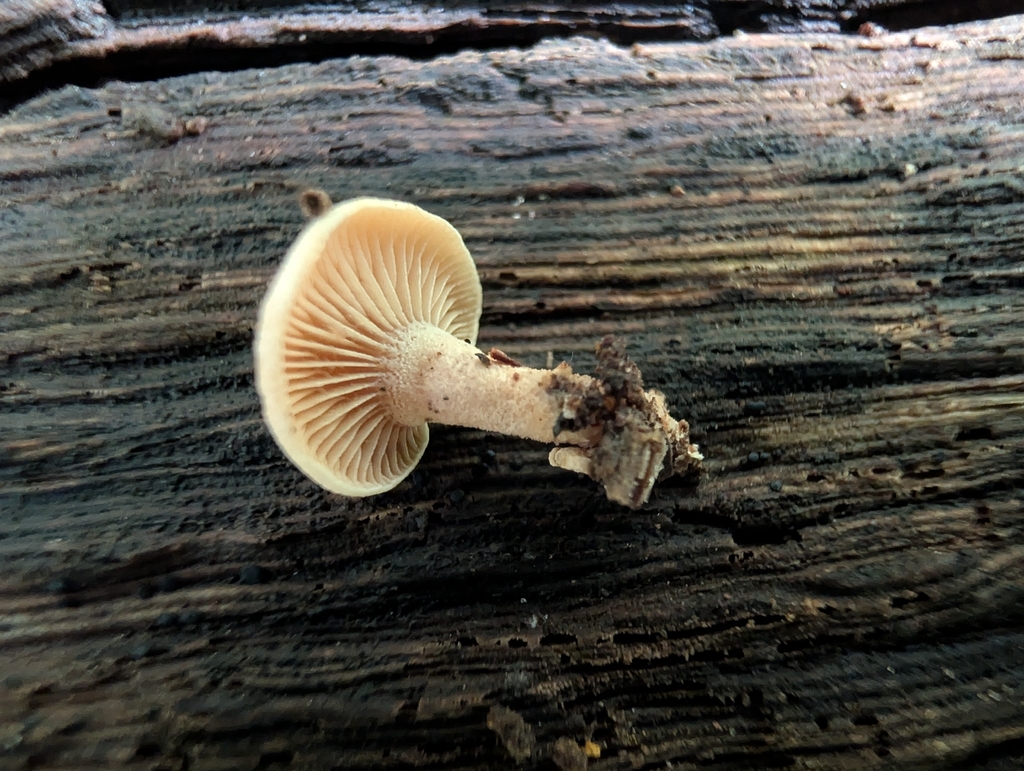 Luminescent Panellus · September 2026 · photo: Photo: no rights reserved · iNaturalist