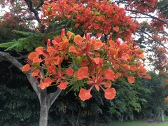 Delonix regia