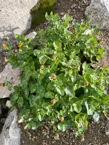 Fremont's Ragwort