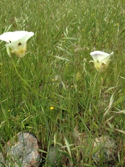Calochortus superbus